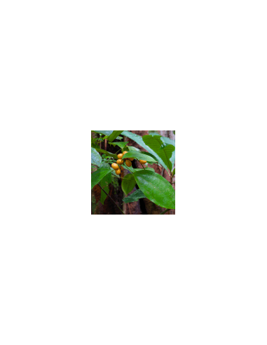 Gelber Baum 100 g