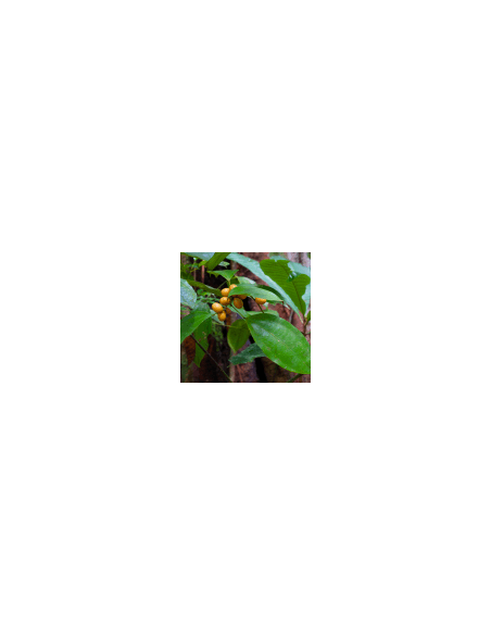 Gelber Baum 100 g