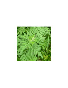 Heiße Blume 80 g 2