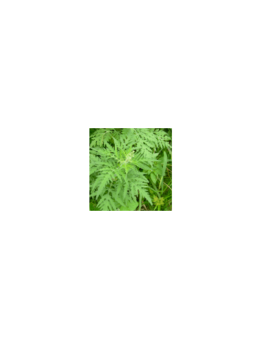 Heiße Blume 80 g
