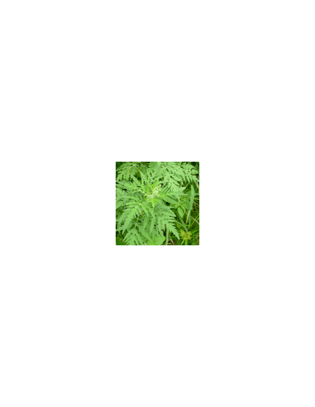 Heiße Blume 80 g