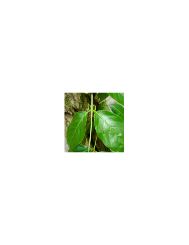 Amazonas-Liane - Una de Gato 70 g