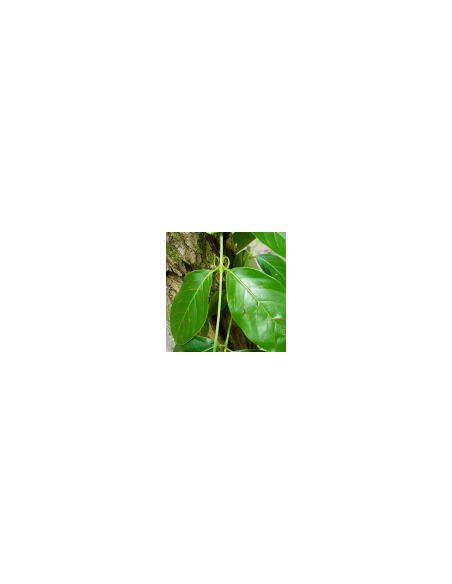 Amazonas-Liane - Una de Gato 70 g