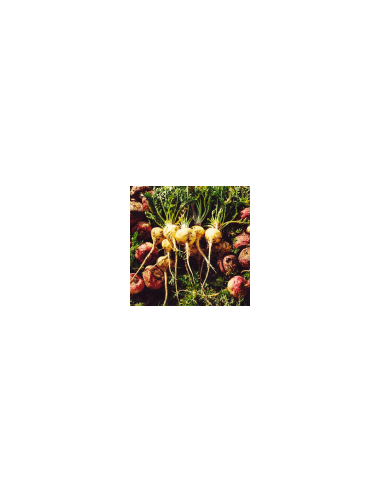 Weiße Wurzel - Maca 100 g