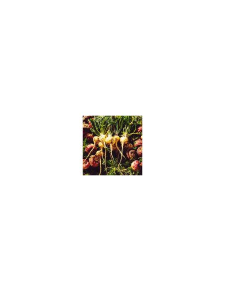 Weiße Wurzel - Maca 100 g