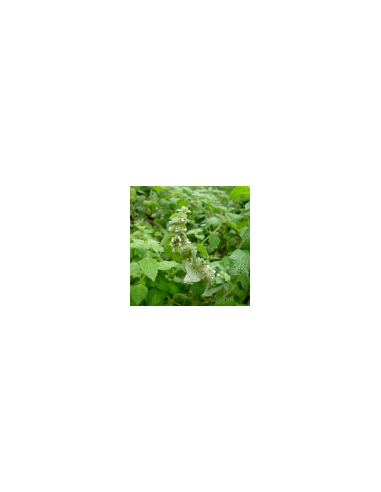 Waldminze 60 g
