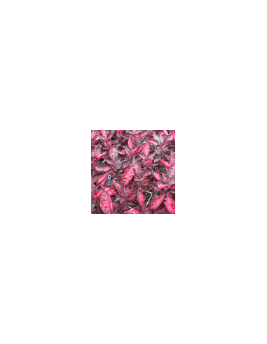 Peruanischer Liebstöckel - Sanguinaria 80 g