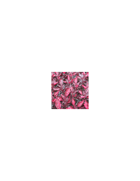 Peruanischer Liebstöckel - Sanguinaria 80 g