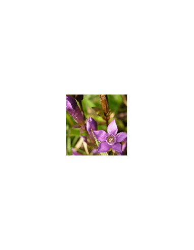 Blaue Blume - Hercampuri 60 g