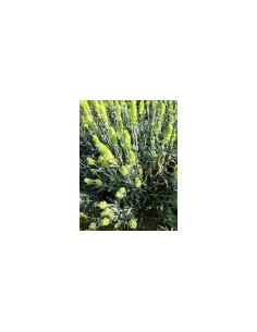 Pirin Elixier 20 g 2
