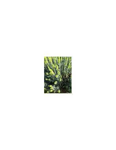 Pirin Elixier 20 g