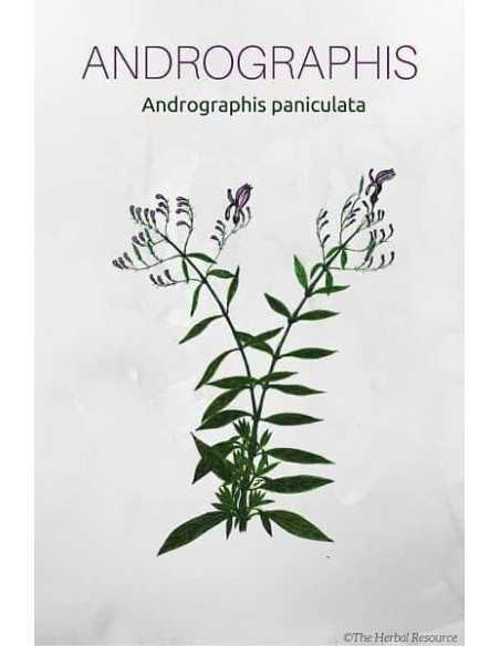 Právenka latnatá 40 g