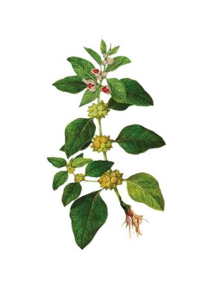 Ashwaganda 80 g