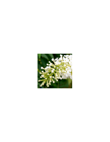 Bílý květ - Flor Blanca 70 g