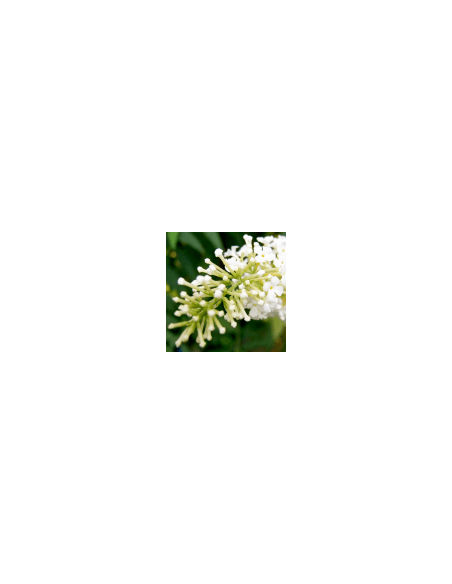 Bílý květ - Flor Blanca 70 g