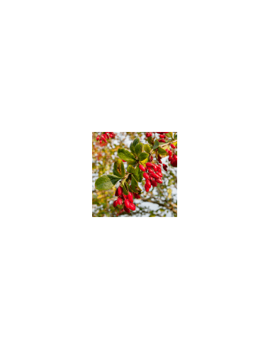 Entschlackender Strauch - Agracejo 80 g