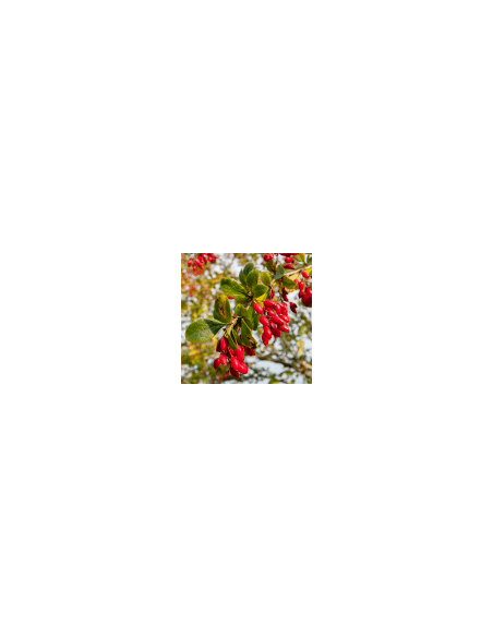 Entschlackender Strauch - Agracejo 80 g