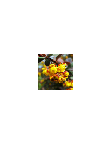 Entschlackender Strauch - Agracejo 80 g