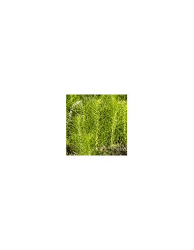 Riesenschachtelhalm - Cola de Caballo 100 g