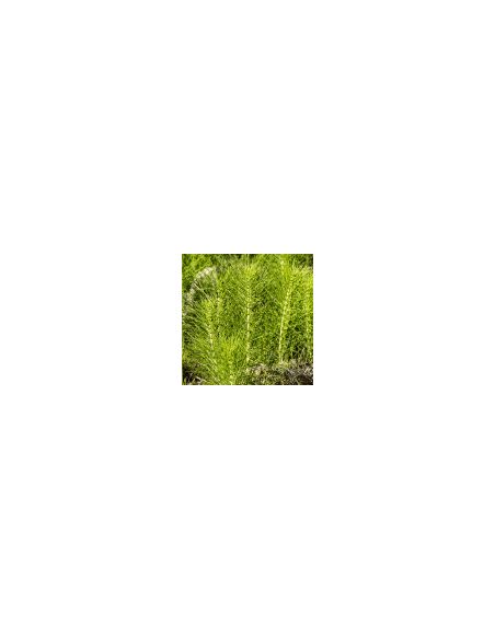 Riesenschachtelhalm - Cola de Caballo 100 g